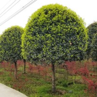懿景园林 高分枝桂花树14cm 工程绿化行道树风景