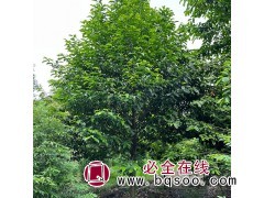 精品乐昌含笑 10公分 12公分15公分 18公分 退林还耕正在处理 预付定金图1
