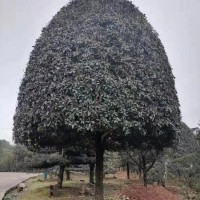 球形桂花树供应 庭院景区浓香型 城市沿路风景绿化树 订金