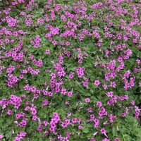 红花酢酱草 紫花醡浆草种子 各种宿根地被湿地植物 中森