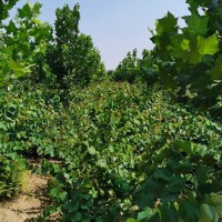 丛生紫荆 不偏冠 造型美观庭院行道绿化植物 鄢陵花木市场