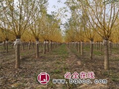 黄金槐