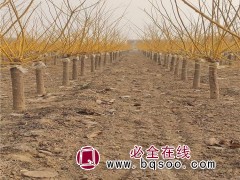 黄金槐