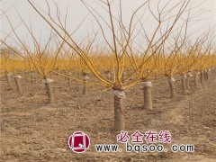 黄金槐