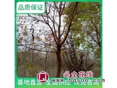 耕余堂 乌桕 药用绿植 规格齐全 丛生 易栽培 扇形树形图1