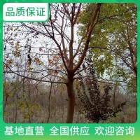 耕余堂 乌桕 药用绿植 规格齐全 丛生 易栽培 扇形树形