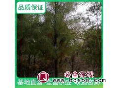 耕余堂 10米大型 池杉 防护林 观赏性园林 绿化工程图1