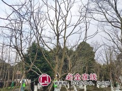 乌桕