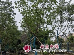乌桕