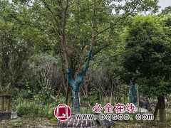 乌桕