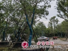 乌桕