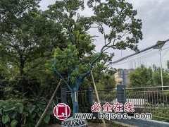 乌桕