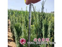 权亦新/现挖地径1-3公分红豆杉 株高约1.2米 常绿乔木图1