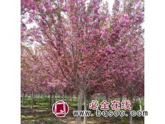 权亦新绿化/地径3-15公分樱花树 道路风景树 防护树图1