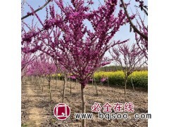 权亦新绿化/地径3公分紫荆树 株高 3米 落叶庭院风景树图1