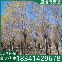 出售8-15公分垂柳基地 工程绿化柳树自产自销 东北苗木