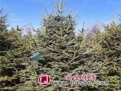 云杉