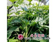 八角金盘小苗 工程绿化色块苗 汀之兰基地供应 常绿植物图1