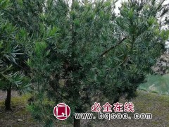 罗汉松