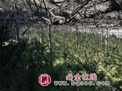 红豆杉