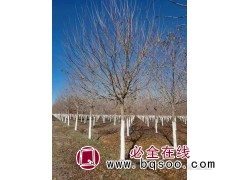求购二三级12公分五角枫，60球，病虫害树不要图1