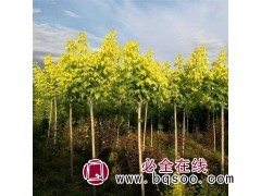 求购金叶复叶槭，糖槭胸径1.8公分，分枝点2米，精品树图1