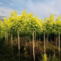 求购金叶复叶槭，糖槭胸径1.8公分，分枝点2米，精品树