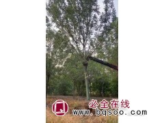 求购7公分青垂柳，土球半冠，要截头1到2年冠的图1