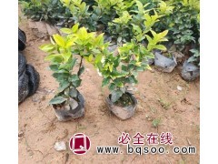金森女贞 绿化苗木 庭院篱笆造型 抗寒绿植工程 绿化树苗图1