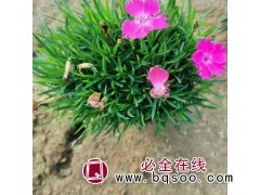双色盆欧石竹小苗 培育基地 绿化用宿根花卉 山东观赏草花图1