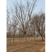 国槐树/国槐树价格/国槐哪里最便宜/菏泽国槐行情