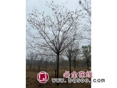 国槐树/国槐树价格/国槐哪里最便宜/菏泽国槐行情图2