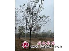 国槐树/国槐树价格/国槐哪里最便宜/菏泽国槐行情图3
