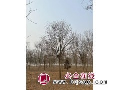 国槐树/国槐树价格/国槐哪里最便宜/菏泽国槐行情图4