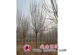 白蜡树/白蜡价格/白蜡哪里最便宜/昌润园林图3