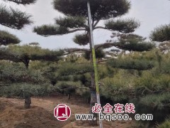 景松