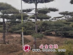景松