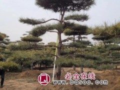 景松