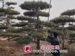 景松