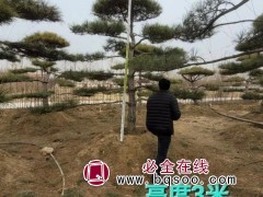 景松