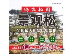 高度3.2米 地径19公分 莱芜景观松基地 鸿霖松园 景松图1