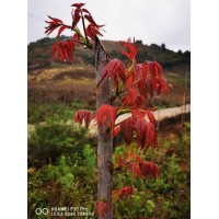 常年供应四季红油种子，香椿苗，香椿基地建设 湖北青科农业