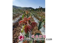 香椿芽收购 香椿苗基地建设 湖北红油香椿苗 湖北青科农业图1