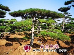 景松