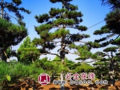景松