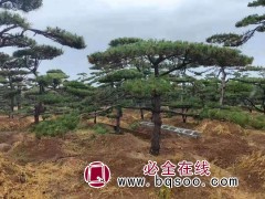 景松