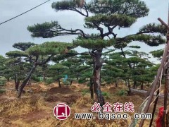 景松