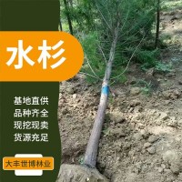 世博林业 水杉树苗基地 苗圃供应乔木绿化树 风景行道树形优美行道树