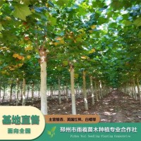 工程绿化苗木基地 常年供应12-18公分法桐 树形好 规格全