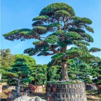 别墅花园 造型罗汉松 景观绿化植物 中农花木现货出售